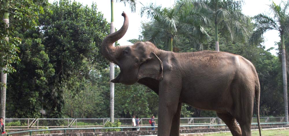 gajah di taman margasatwa ragunan jakarta